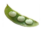 ~Lima Beans~