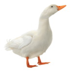 DuckyLucky?