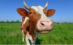 Moo Community’s