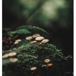 mossy gremlins
