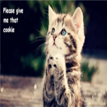 cute cat Roblox decal