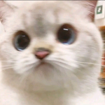 Dogs and Cats (lol)