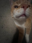 Kitty rex britan