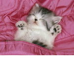 *kitten*