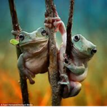 Froggies Buddies