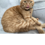 tibby