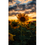 Hello sunshines flowers