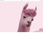 #LlamaCornLife (The Offical Group)