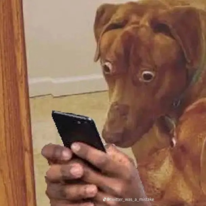 a very shocked dog Roblox decal