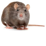 RAttY pATtieS =)