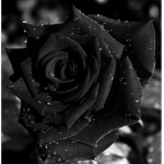 --His Majesty's Red Coats-Black Rose--