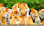 sve the cats and kittens