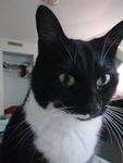 The Cat Fan Community