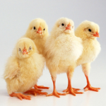 Chicky Farm
