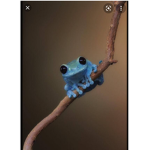 Frogoos