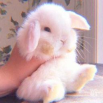 Bunny Family -Free Roles-