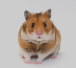 The Tiny Hamster