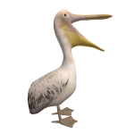 Pelican on head