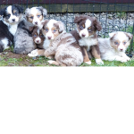 ~Aussies puppies squad~