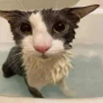 sourcekitty