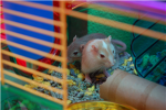gerbils are awesome