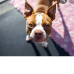 Dog people are my kinds of people!