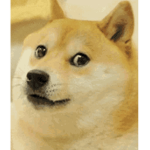 Doge likes doge