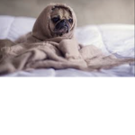 Cozy pup world! Ö