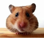 Hamster Bandits