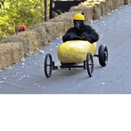Monke crazy race!!!
