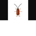 The Roaches :D