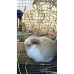 BUNNIES AND RABBITS