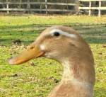 The Official Duck Hunt Duo Fan Group!