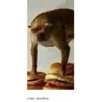 MR. HAMBURGER