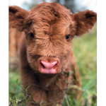 Cow vibes Group