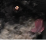 REEC PUFFS