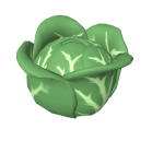 Cabbage