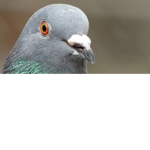 Pigeon groupe