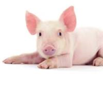 Oink OINK Fan Club