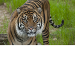 NotTiger