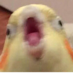 DA BIRDIE GANG