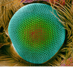 Moth Eye