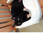 baby kitty cats army
