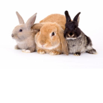 Roblox group! Hang out troup!