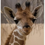 Giraffes.are_cool-.-