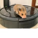 Hamsters fan group of Robloxia