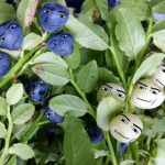 Vanilla bluefruit