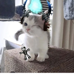 Vul hehe