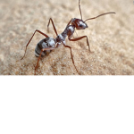 Ants Assemble
