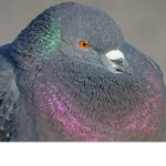 The Great Pigeon Pirates